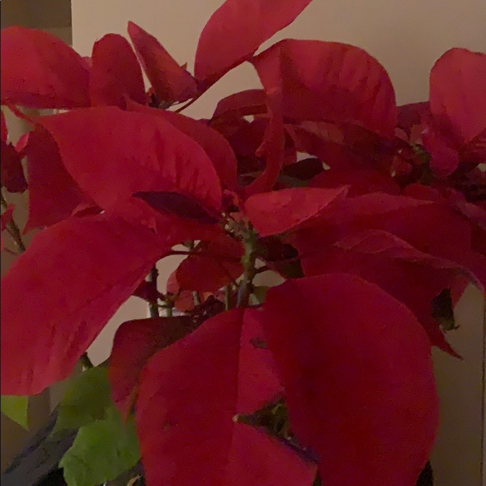 Meet your Posher, Araceli